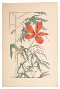 <strong>Sugiura Hisui</strong><br>Hibiscus Coccineus