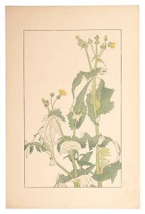 <strong>Sugiura Hisui</strong><br>Sow Thistle