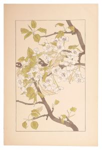 <strong>Sugiura Hisui</strong><br>Sand pear