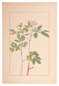 <strong>Sugiura Hisui</strong><br>Paeonia japonica