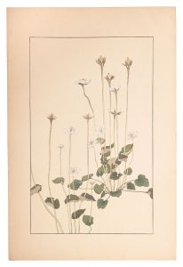 <strong>Sugiura Hisui</strong><br>Parnassia palustris