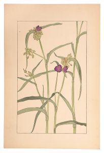 <strong>Sugiura Hisui</strong><br>Tradescantia Virginica