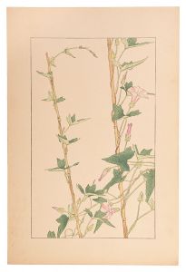 <strong>Sugiura Hisui</strong><br>Japanese false bindweed
