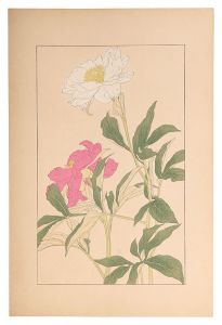 <strong>Sugiura Hisui</strong><br>Peony