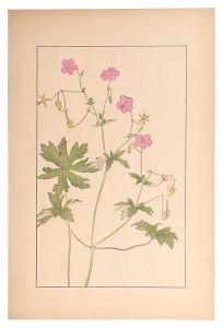 <strong>Sugiura Hisui</strong><br>Geranium dakuricum, DC