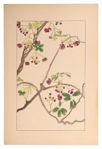 <strong>Sugiura Hisui</strong><br>five-leaf Akebia