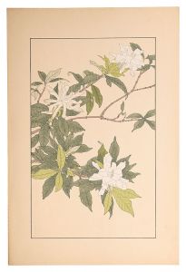 <strong>Sugiura Hisui</strong><br>Gardenia