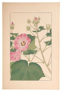 杉浦非水「芙蓉」