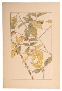 <strong>Sugiura Hisui</strong><br>oak
