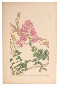 <strong>Sugiura Hisui</strong><br>Crape myrtle