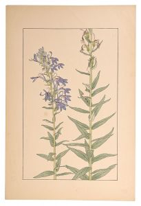 <strong>Sugiura Hisui</strong><br>Lobelia sessilifolia