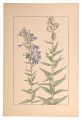Lobelia sessilifolia
