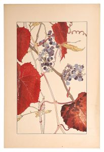 <strong>Sugiura Hisui</strong><br>Crimson glory vine