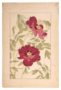 <strong>Sugiura Hisui</strong><br>Peony