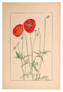 <strong>Sugiura Hisui</strong><br>Shirley Poppy,Corn Poppy