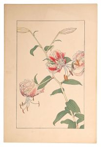 <strong>Sugiura Hisui</strong><br>Lilium Speciosum