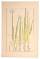 Welsh onion