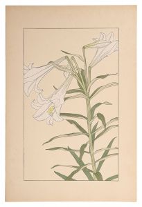 <strong>Sugiura Hisui</strong><br>Easter Lily