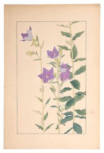 <strong>Sugiura Hisui</strong><br>Balloon Flower