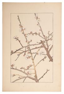 <strong>Sugiura Hisui</strong><br>Japanese apricot