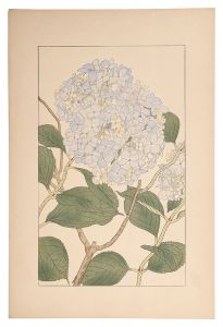 <strong>Sugiura Hisui</strong><br>Hydrangea