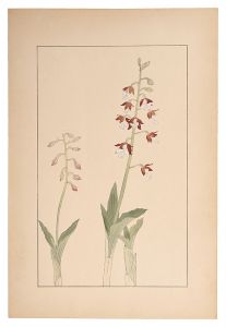 <strong>Sugiura Hisui</strong><br>Calanthe discolor
