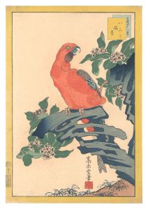 Sugakudo / Forty-eight Hawks Drawn from Life / No. 10: Parakeet and Daphne odora [生写四十八鷹　第十 いんこ 瑞香]