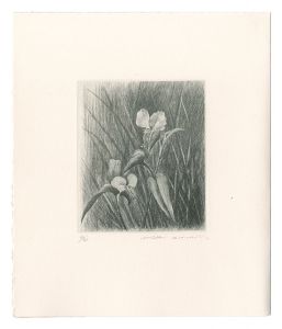 Kimura Shigeru / Dayflower