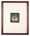 Fledgling II
