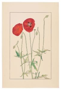 Sugiura Hisui / Shirley Poppy,Corn Poppy