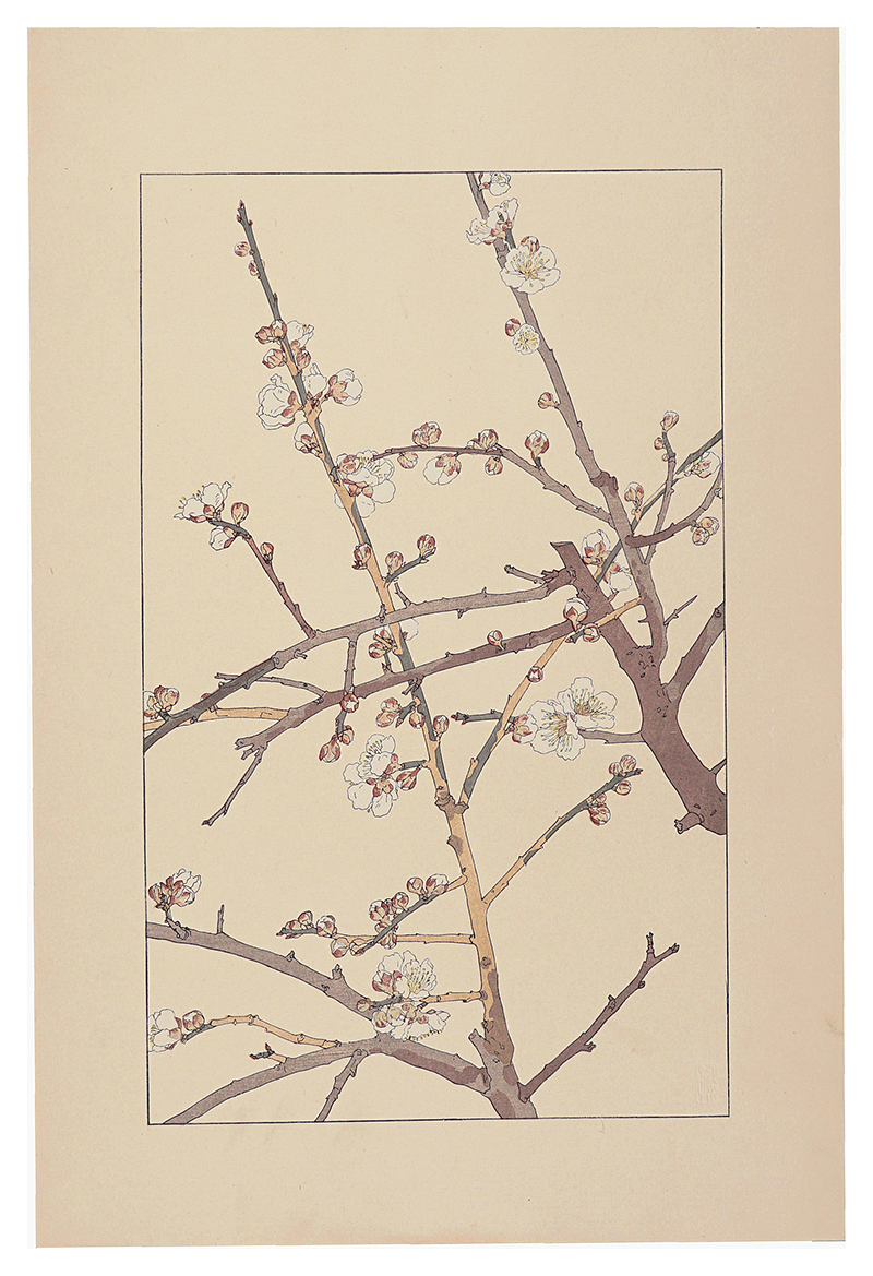 Sugiura Hisui “Plum”