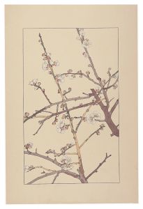 Sugiura Hisui / Plum