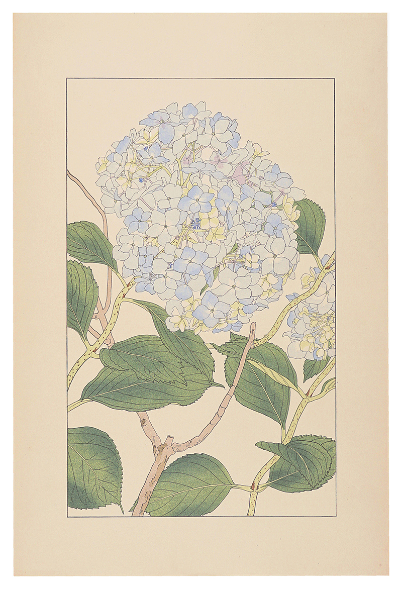Sugiura Hisui “Hydrangea macrophylla”