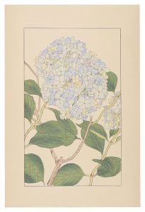 Sugiura Hisui / Hydrangea macrophylla