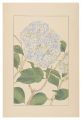 Hydrangea macrophylla