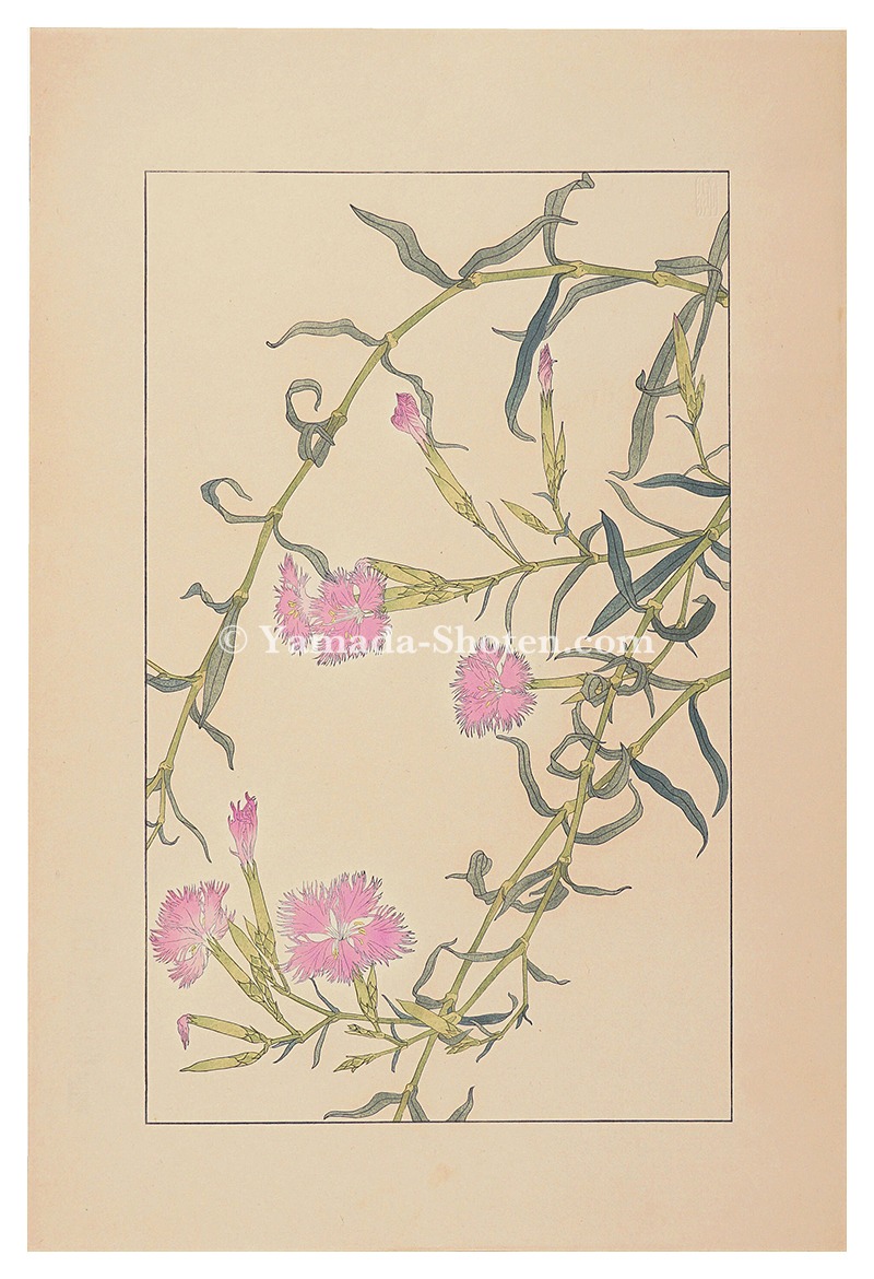Sugiura Hisui “Dianthus superbus”