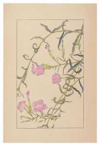 Sugiura Hisui / Dianthus superbus
