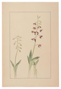 <strong>Sugiura Hisui</strong><br>Calanthe discolor