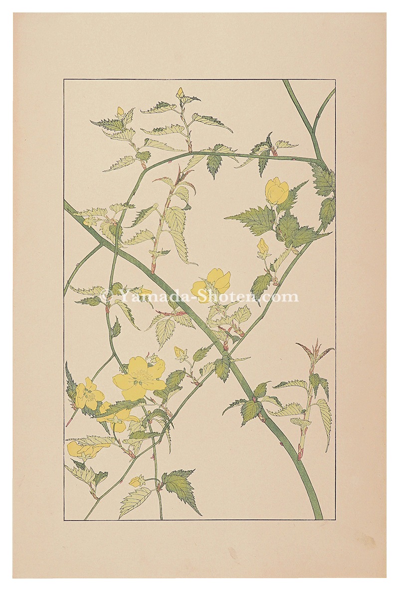 Sugiura Hisui “Japanese kerria”