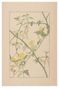 Sugiura Hisui / Japanese kerria