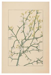 <strong>Sugiura Hisui</strong><br>Trifoliate orange