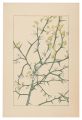 Trifoliate orange