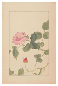 Sugiura Hisui / Rose