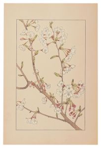 Sugiura Hisui / Japanese Cherry 