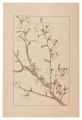 Japanese Cherry 