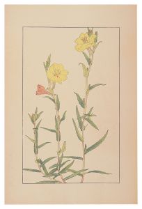 Sugiura Hisui / Evening Primrose