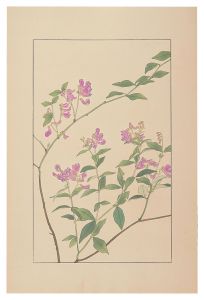 Sugiura Hisui / Two-Leaved Vetch