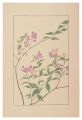 Two-Leaved Vetch
