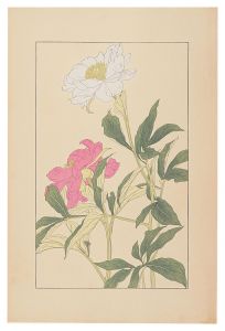 Sugiura Hisui / Peonｙ