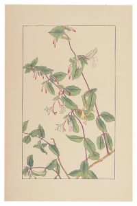 Sugiura Hisui / Honeysuckle